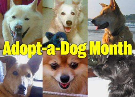 Inspiring stories about dog adoption