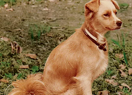 Child asks guardian angels to protect dog