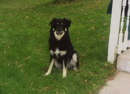 Angelic dog heals owner