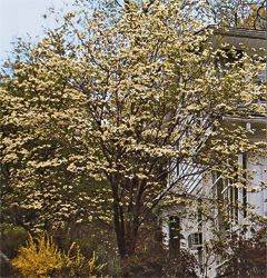 Angelic healing through tree