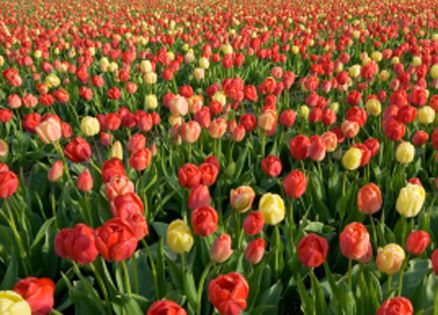 Red and yellow tulips