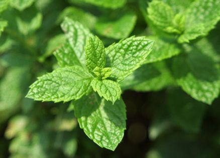 7 Valuable Ways to Use Mint