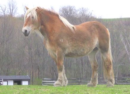 Bobby, a retired New York City carriage horse