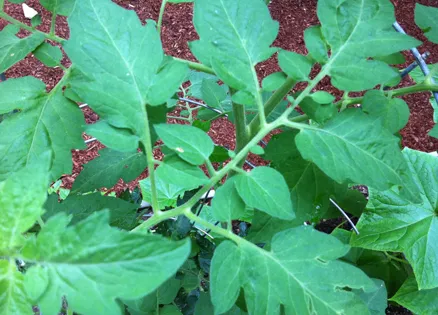 Heirloom tomato plant