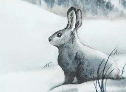 Illustration of a white snowshoe hare