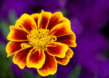 A beautiful orange and yellow marigold