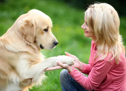 A photo of a golder retriever and a young woman