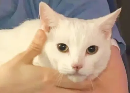 Animal Angel Sugar, the Miracle Cat