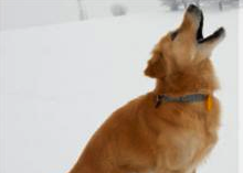 Buckwheat the singing dog.