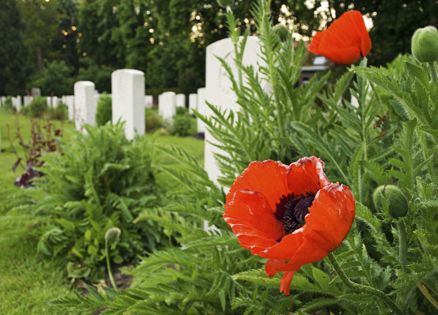 Photograph of gravestones and poppies