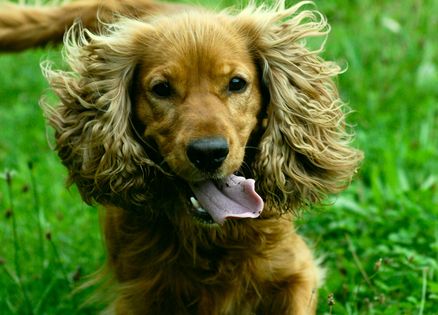 A long-tailed mutt with shaggy ears