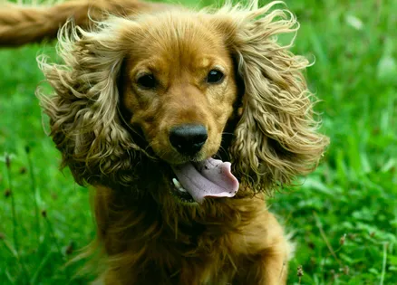 A long-tailed mutt with shaggy ears