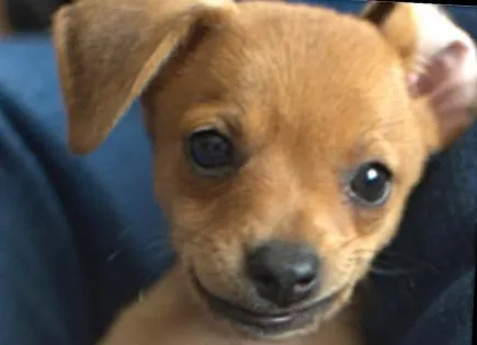 A puppy ready to play