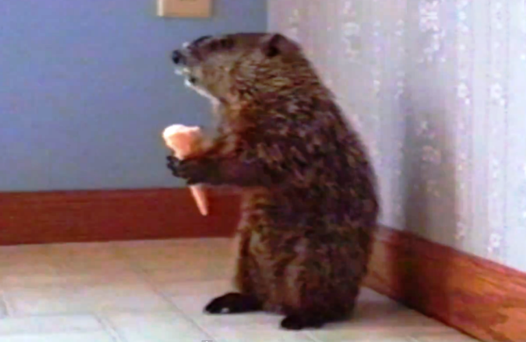 woodchuck eating an ice cream cone