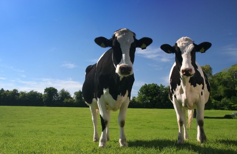 dairy cows grazing on green field on a clear summer day