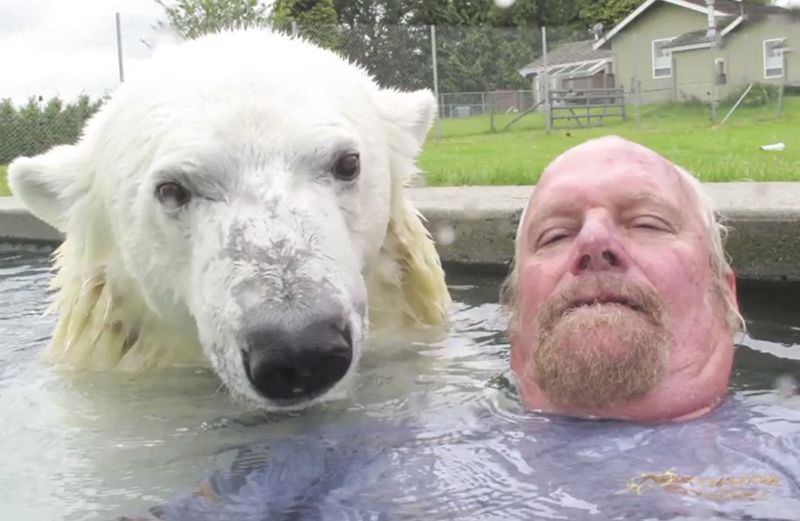 Grizzly man Mark Dumas swims with a polar bear