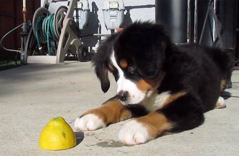 Nilah, a Bernese Mountain Dog puppy