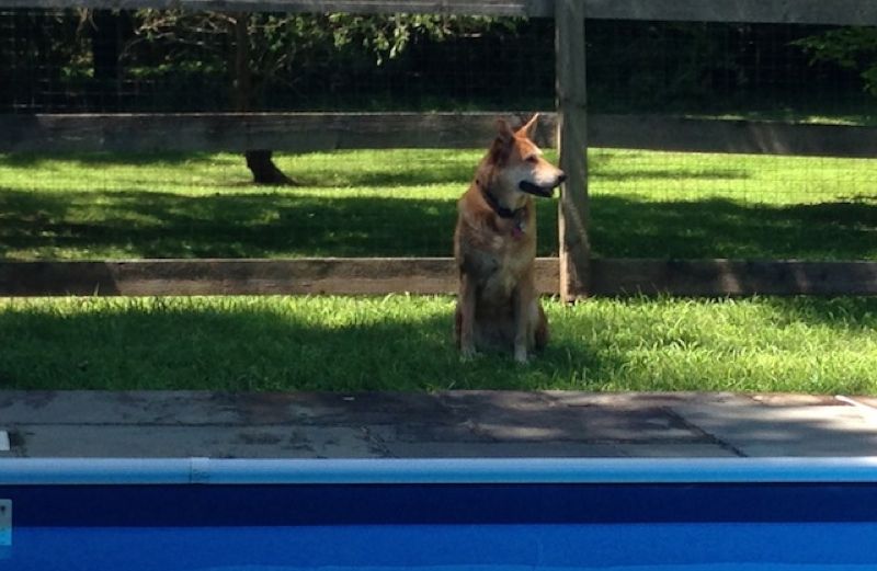 Positive Thinking blogger Amy Wong's dog Winky sitting by a pool