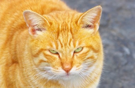 A playful cat shows off balletic moves.