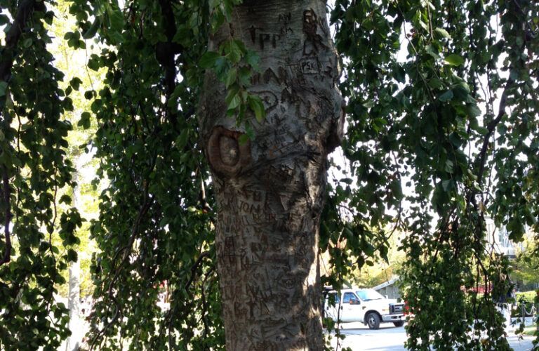 The weeping beach tree secret space on the campus of Cornell University