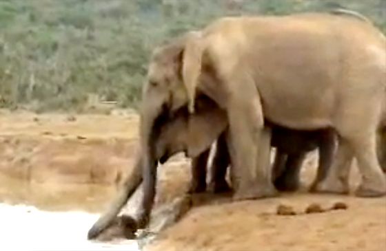 A young elephant floundering in a water hole is rescued by its family.