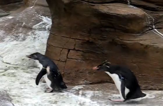 A pair of young penguins chase a butterfly.