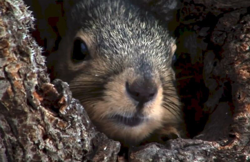 Squirrel peeking out of hiding place