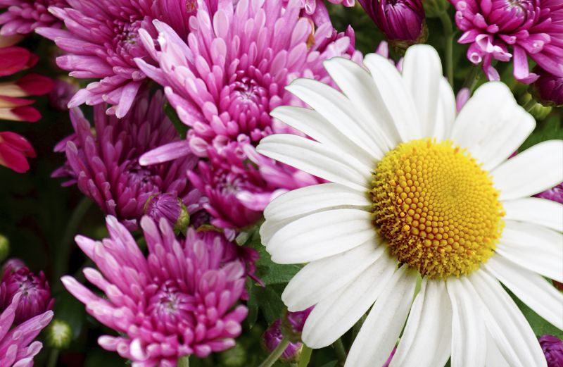 A daisy poking out amid a field of mums