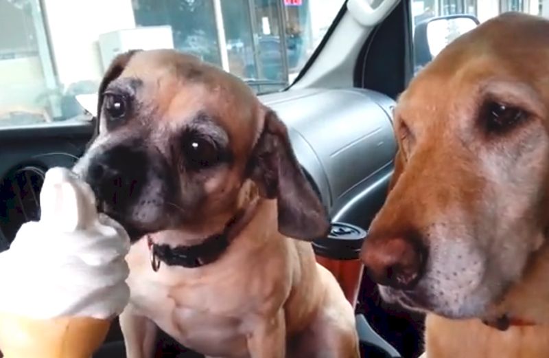 Dogs eating ice cream