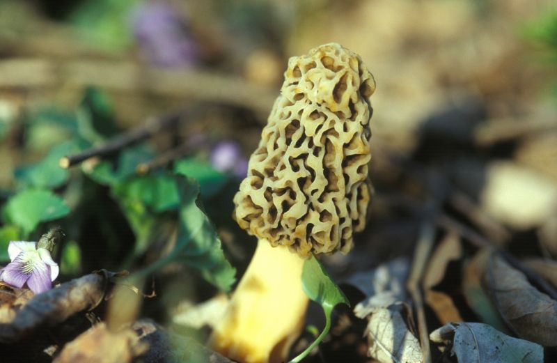 Morel growing in a flower garden