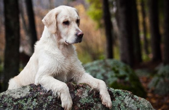 golden retriever in the woods