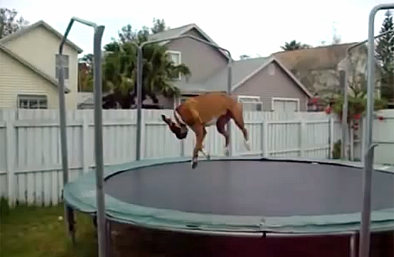 Boxer busts some moves.