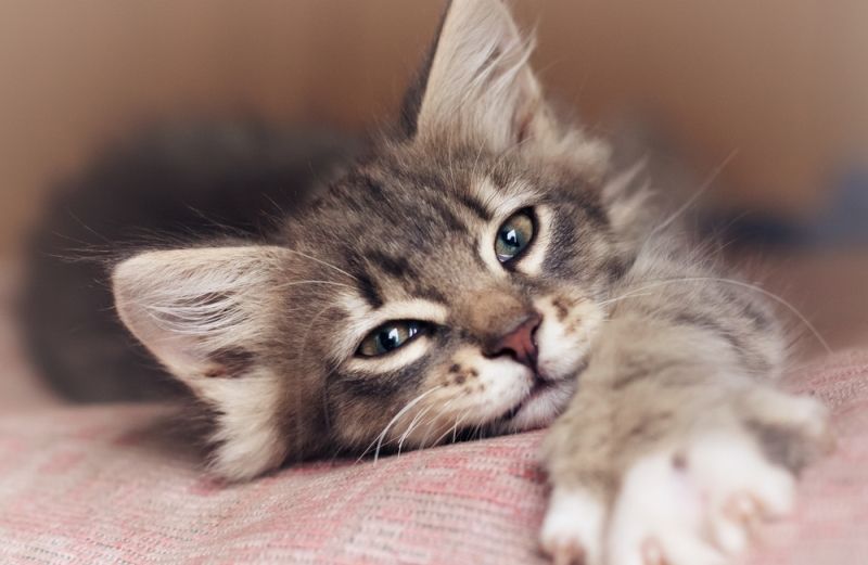 an adorable stretching gray-striped kitten