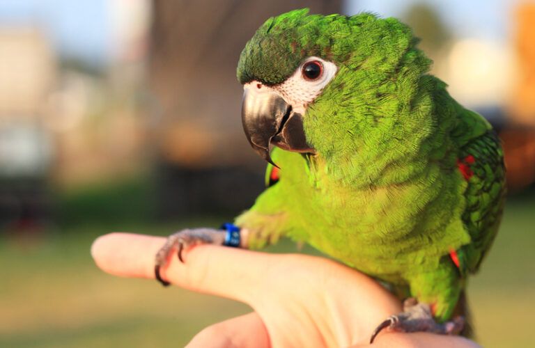 A green Hawn's macaw