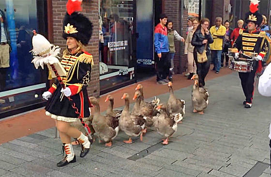 A group of adorable geese march across town.