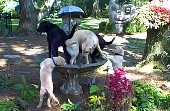 The dogs frolic in the fountain