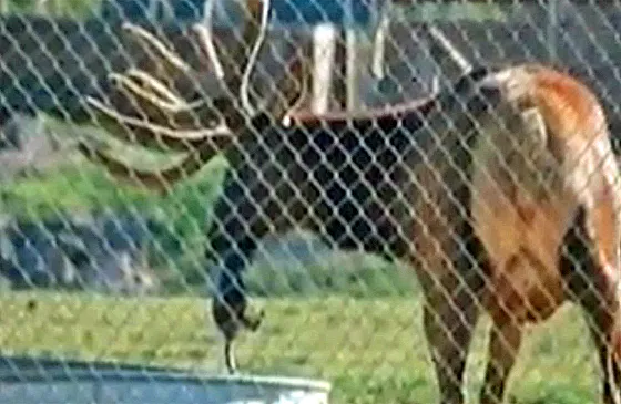 An elk pulls a marmot out of a water tank with it's mouth.