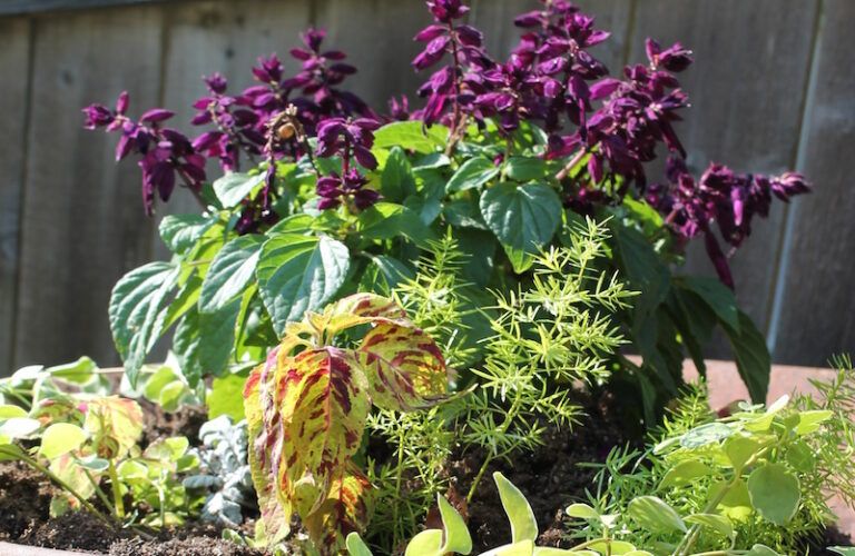 A garden growing in a wheelbarrow!