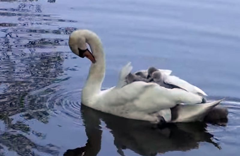 Baby swans float along on their mother's back.