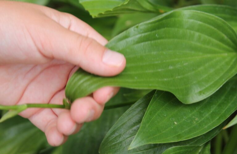 Fingering a late summer leaf.