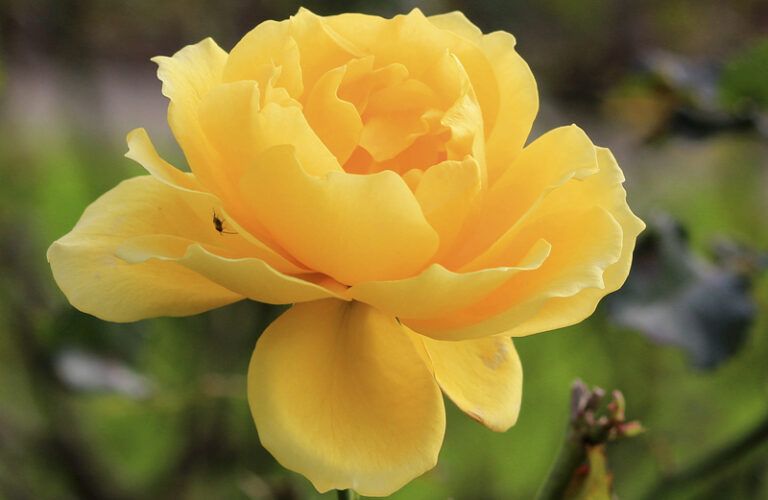 A yellow rose