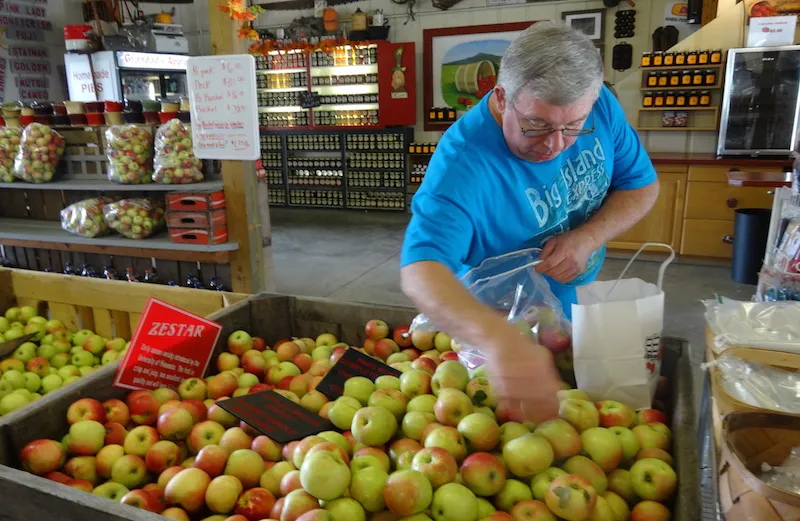 Michelle's husband picking autumn apples