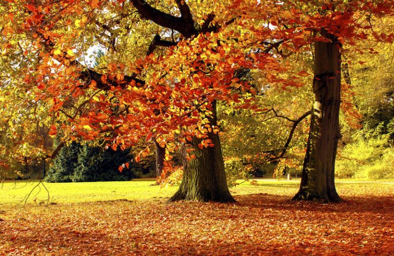 Trees with their autumn leaves