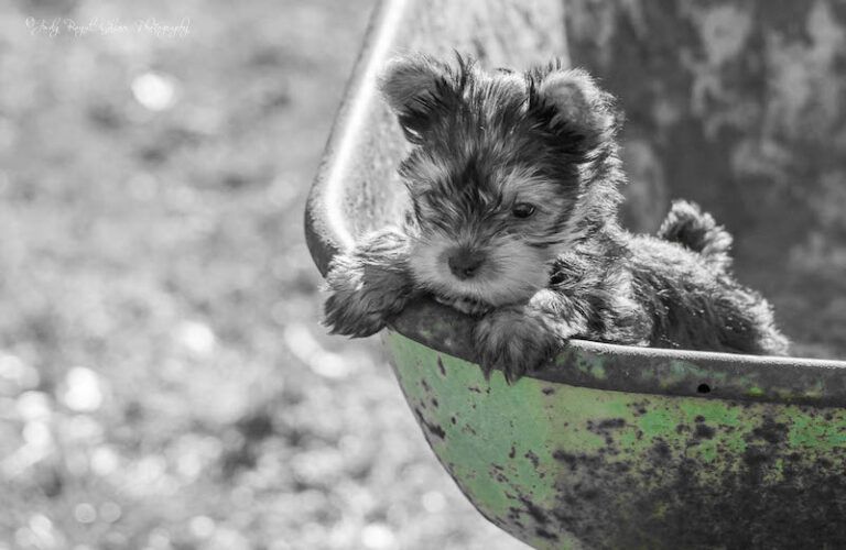 Photo of Ginger the puppy by Judy Royal Glenn