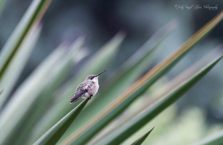 A hummingbird in the State Botanical Garden of Georgia in Athens, Georgia