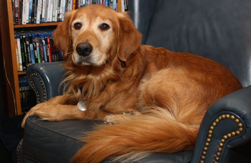 Ike the Golden Retriever at home