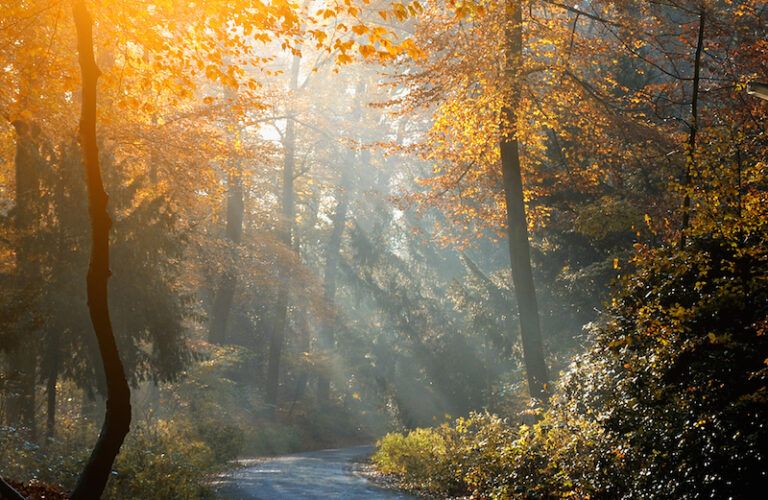 A scene filled with light. Photo by Balazs Kovacs Images for Shutterstock.