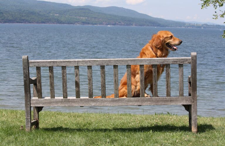 Brooks, a great example for adopting a senior pet.