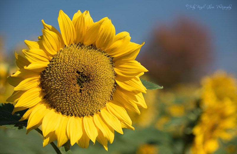 A sunflower connected to its source. Photo by Judy Royal Glenn.