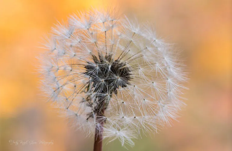 Dandelion. Photo by Judy Royal Glenn.